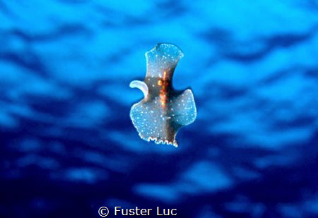 Flatworm swimming in the blue like a ghost dancer by Fuster Luc 
