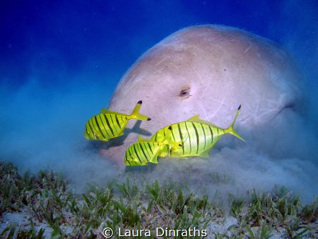 Dugong (sea cow, sirenian) feeding on seagrass with juven... by Laura Dinraths 
