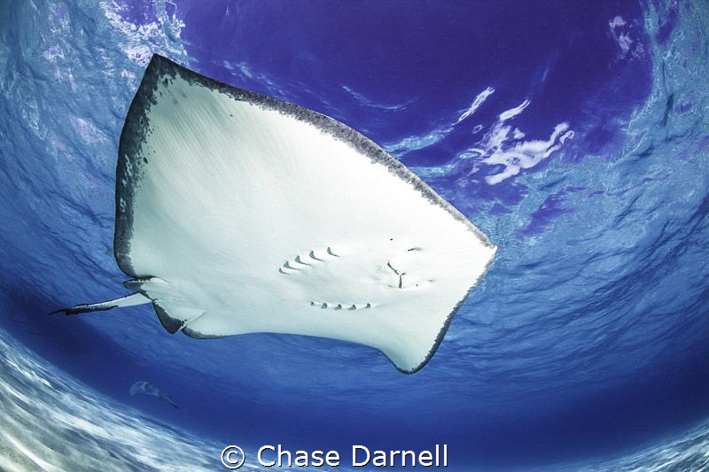 "Requesting a Fly-by"
Southern Stingray swimming near th... by Chase Darnell 
