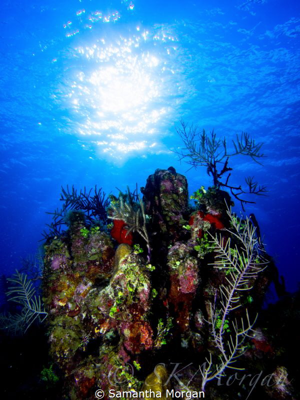 "Hello, Sunshine" -I love underwater landscape. Especiall... by Samantha Morgan 