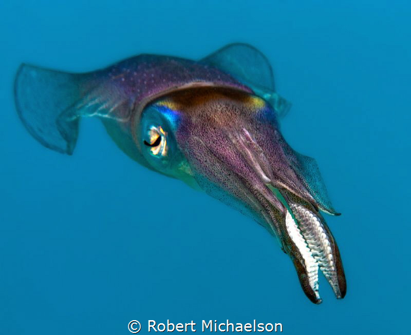 Squid at dive site Country Garden, Bonaire. by Robert Michaelson 
