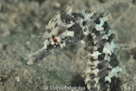Sea horse well camouflaged on muddy bottom of Mahurangi H... by Daniel Poloha 