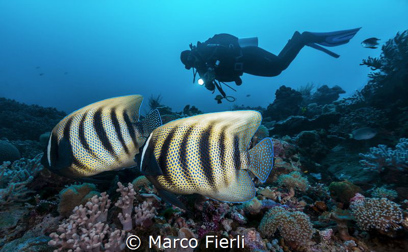 6-barred Angel Fish couple by Marco Fierli 