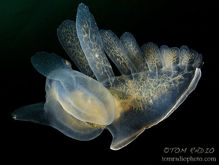 Swimming hooded nudibranch (Melibe leonina)
Puget Sound,... by Tom Radio 