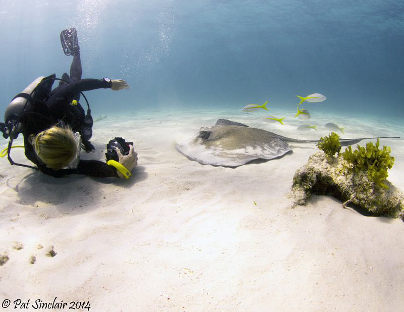 The Stingray Whisperer 
This was taken in Grand Cayman a... by Patricia Sinclair 