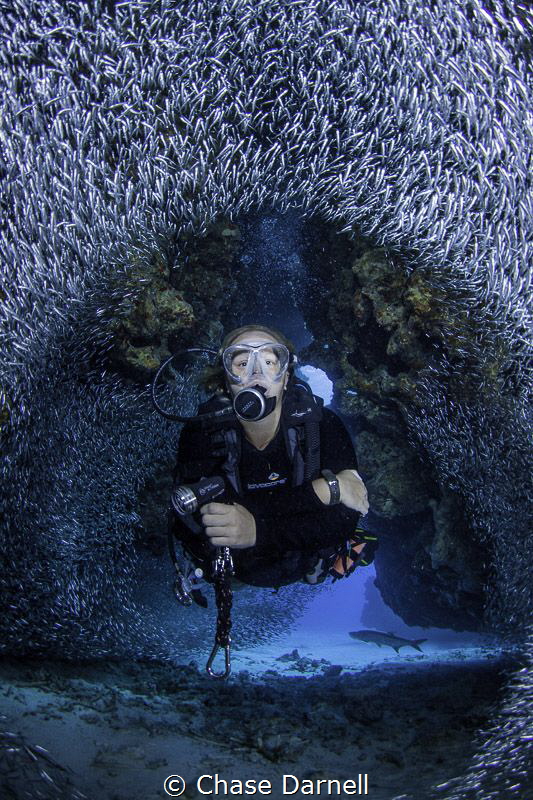 "Perfect Circle"
Silversides parting in unison for a diver. by Chase Darnell 
