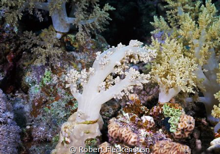 Soft Coral Detail, Nikonos RS, Kodak Ektar 100 film to di... by Robert Fleckenstein 