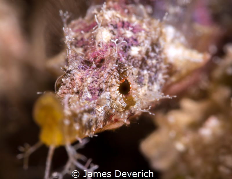 Winged pipe fish by James Deverich 