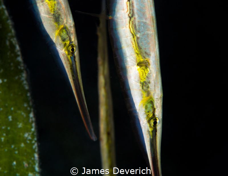 Shrimp Fish by James Deverich 