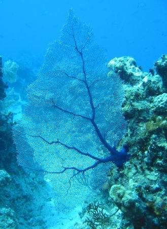 Fan Coral. Curacao. Canon Powershot S40. (Is coral Marine... by Peter Fields 