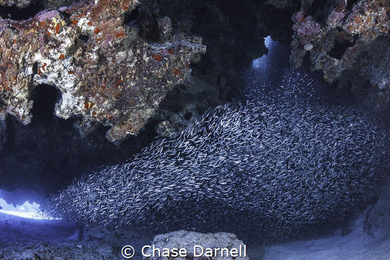 "All Aboard"
A group of Silversides flow into a swim thr... by Chase Darnell 