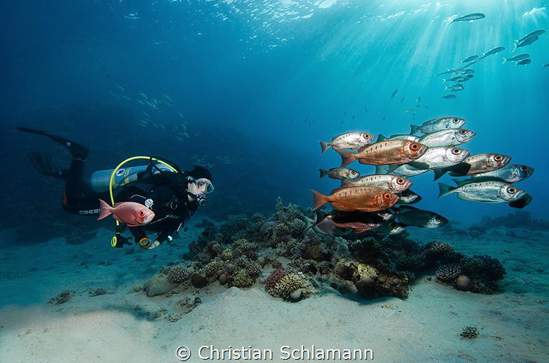 Just diving... Makadi Bay, Egypt. by Christian Schlamann 