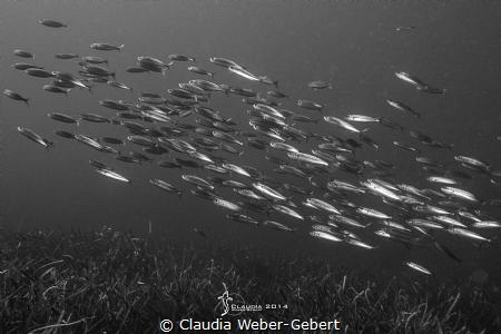 the swarm... by Claudia Weber-Gebert 