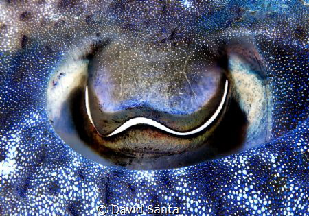 An eye of a cuttlefish. Only the colors has been converted. by Dávid Sánta 