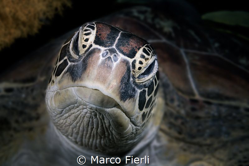 Green Turtle, Portrait by Marco Fierli 