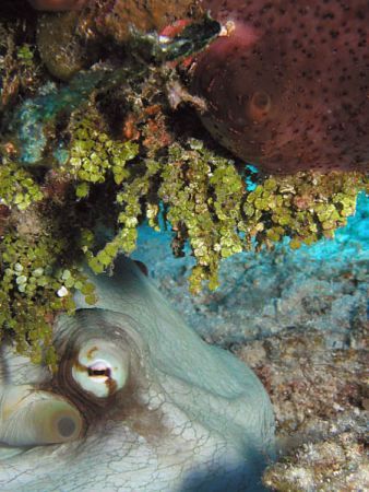 Octopus Hiding Under a Reef - Glovers Atoll, Belize. Olym... by George Smorse 