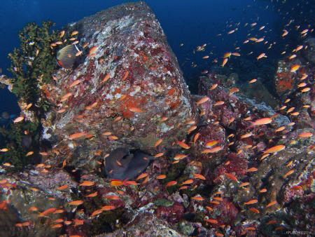 Moray Eel and coral fishes
Pulau Weh, Indonesia by Kf Leong 