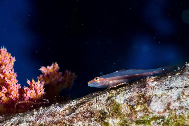 Small Goby resting on a wreck by Ran Mor 
