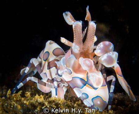 Photo taken in Ambon, Maluku. Harlequin Shrimp. ISO 100, ... by Kelvin H.y. Tan 