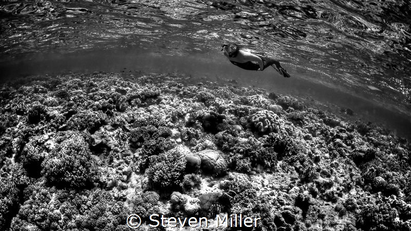 Shallow reeftop snorkeling by Steven Miller 