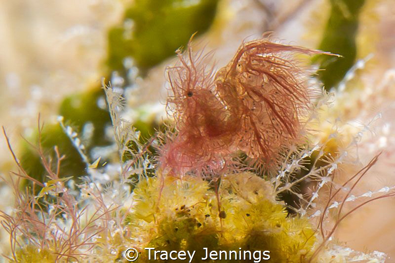 Hairy shrimp with eggs by Tracey Jennings 