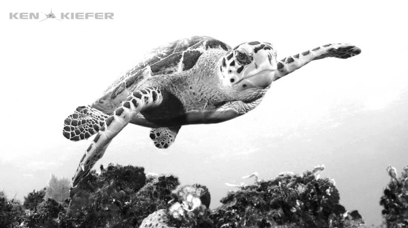 Hawksbill turtle checking out my camera and the reef by Ken Kiefer 