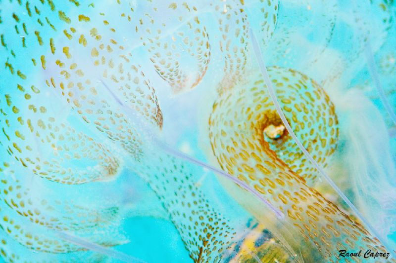 Jellyfish detail by Raoul Caprez 