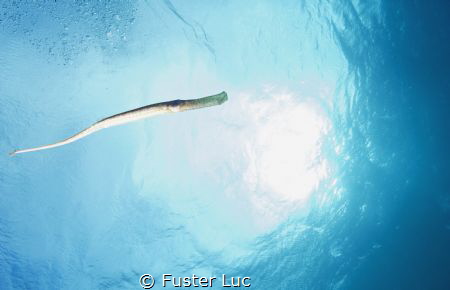 Posidonian's pipe fish takes with my 14mm lens. 5meters d... by Fuster Luc 