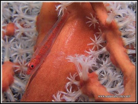 These little gobies are so hard to take a picture of, the... by Erika Antoniazzo 