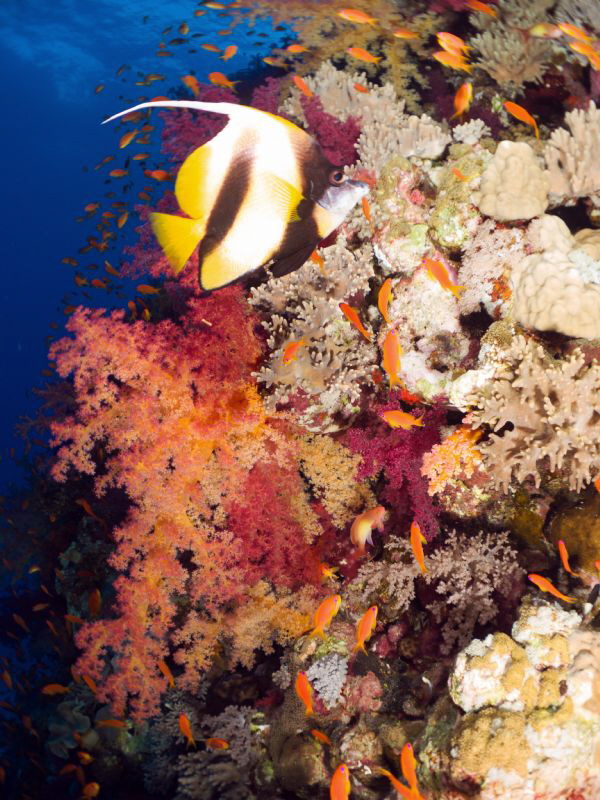 Red Sea reef. by Stéphane Primatesta 
