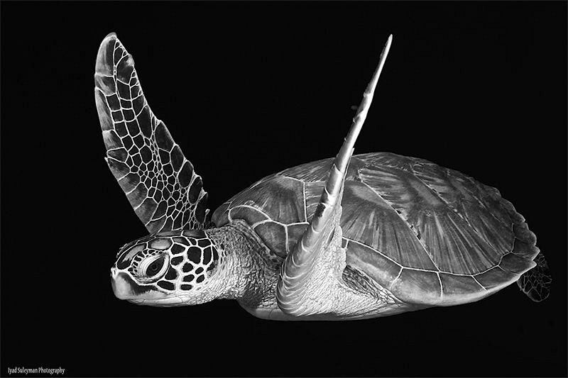 Turtle in B&W by Iyad Suleyman 