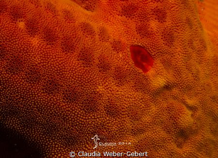 starfish skin - macro - close up by Claudia Weber-Gebert 