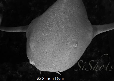 amigo friendly little guy out diving with DNS DIVING by Simon Dyer 