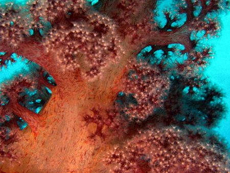 'Looking up the stem'Soft coral- The Great Barrier Reef by Joshua Miles 