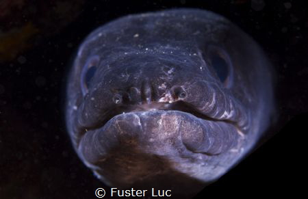 conger eel, the iron jaw. by Fuster Luc 