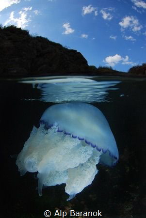 Jellyfish from Neandros island of Istanbul. by Alp Baranok 