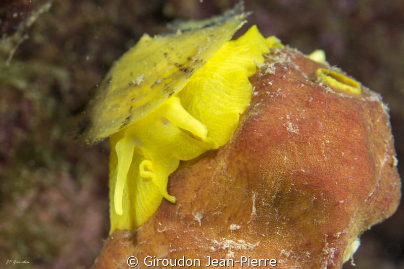 A tylodina eating its favourite sponge by Giroudon Jean-Pierre 