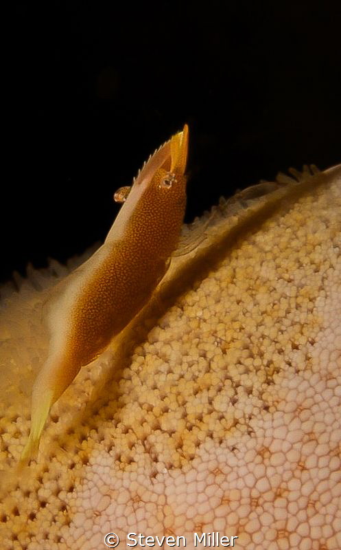 Tiny shrimp on starfish. I though the shadow made him see... by Steven Miller 