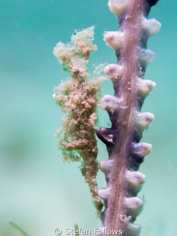 Dangler ... ! Sea Pen Shrimp - Latreutes sp. Chaloklum, T... by Stefan Follows 
