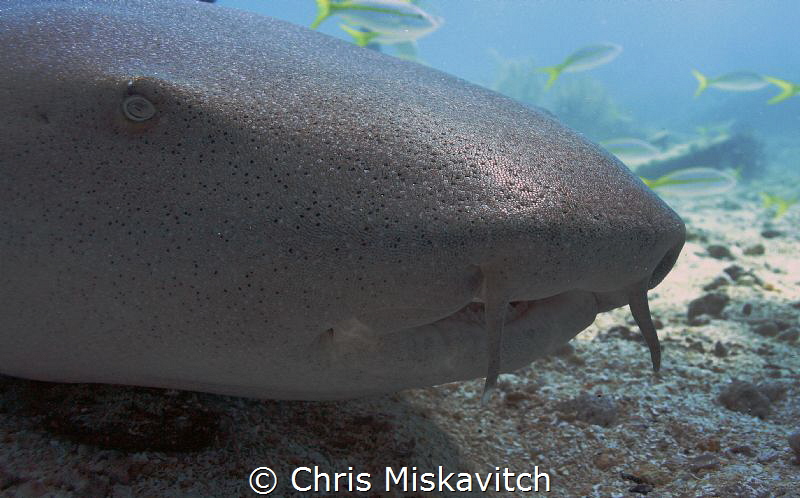 Nurse shark close-up by Chris Miskavitch 