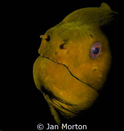 Portrait of a Moray Eel.  I lucked into this shot when my... by Jan Morton 