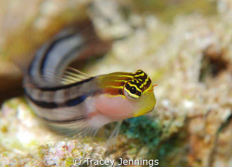 Beautiful blenny by Tracey Jennings 