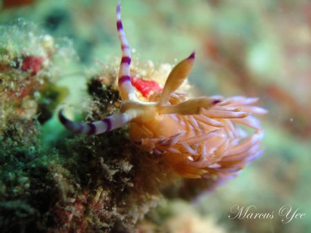 Subject : Serpent Nudi
How : Im using Close focus enable... by Marcus Yee 