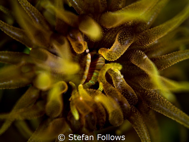 Open Wide ... ! Cup Coral - Tubastraea coccinea. Sail Roc... by Stefan Follows 