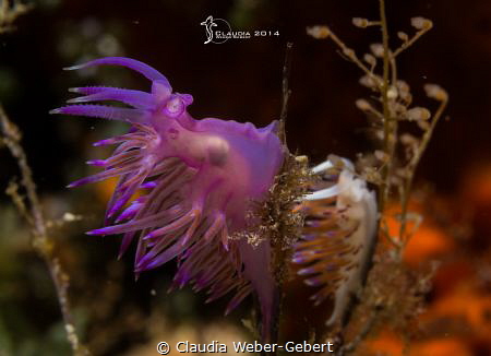 let's rock... 
Flabellina affinis + Cratena peregrina by Claudia Weber-Gebert 
