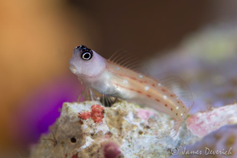 Goby again, different image maybe I like this one more. F... by James Deverich 