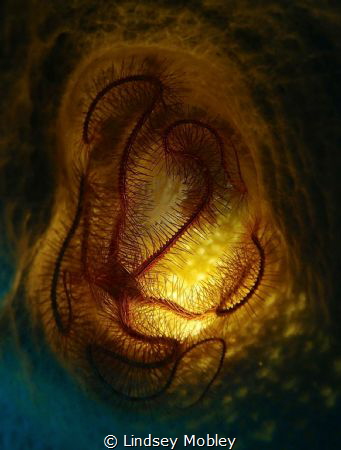 Brittle Star in a sponge by Lindsey Mobley 