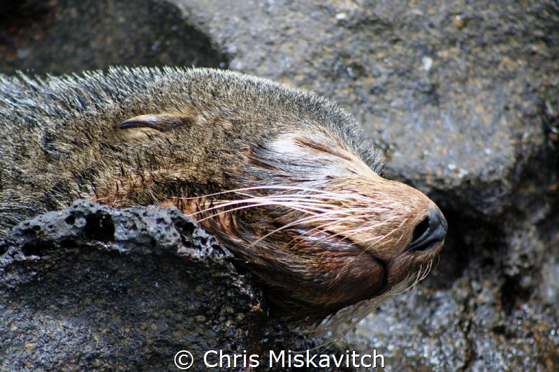 sleeping Galapagos Seal...... by Chris Miskavitch 