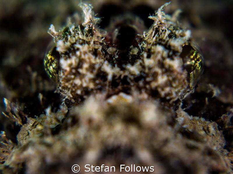 Back the ____ Up ... ! Raggy Scorpianfish - Scorpaenopsis... by Stefan Follows 