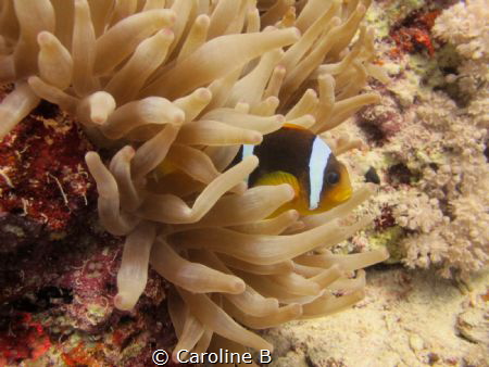 Clown Fish (female) in his anemone by Caroline B 